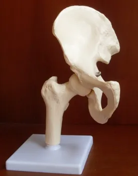 Osobi model Anatomija kuka тазобедренный model besplatna dostava