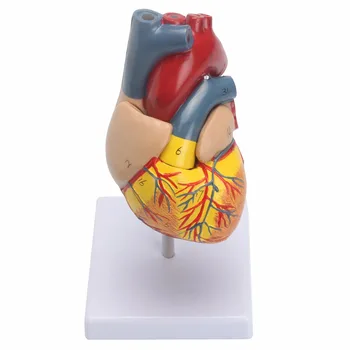 Анатомическая model srca u prirodnoj veličini čovjeka - Medicinska anatomija kardiovaskularnog sustava 21x11x11 cm